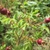 Leaves and fruit,. Note the many prickles