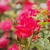 Clusters of small, dark pink-red roses.