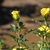 Yellow, miniature rose buds