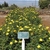 Yellow, miniature rose buds