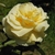 Flower detail