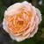 Close-up on a pale pink, fully double rose.