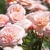 Pale pink, fully double roses.