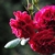 Cluster of dark red, fully double roses.