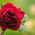 A dark red, fully double rose.