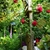 A dark red, fully double rose climbing a pergola.
