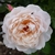 Flower detail