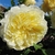 Large, creamy yellow, fully double rose.