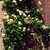 Large, creamy yellow, fully double rose climbing a wall.