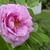 Pink, fully double roses.