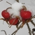 Red rose hips with snow accumulated on them.
