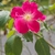 Pink single or semidouble rose flower.