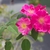 Pink single or semidouble rose flowers.