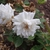 Rose Flower with over 5 layers of white petals in July - Germany