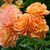 Flower cluster