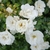 Flowers of White 'NOAschnee'