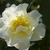 Pale yellow, double-flowered rose