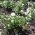 Form in bloom