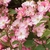 Flower cluster
