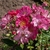 Rosa 'Yesterday'