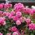 Form in bloom