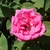 Flower detail with bee