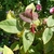 Leaves with new growth