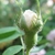 Flowerbud showing a greeen calyx and compacted white petals June