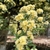 A shoot with leaves and dozens of pale-yellow flowers.