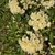 Rosa banksiae