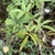 Compound leaves