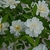 White flowers