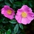 A pair of pink single roses with yellow stamens.