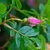 A pink rose bud with green sepals.