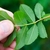 Hand holding a pinnately compound leaf.