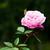 Rosa chinensis