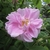 Double, pink rose.