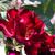Rosa 'Don Juan'