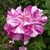 Close up of flower