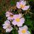Rosa palustris