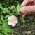Hand holding a single, pale pink rose