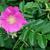 Rosa rugosa