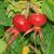 Rosa rugosa