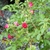 Flowers and leaves of F. J. Grootendorst'