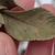 Leaf detail