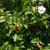 Rosa rugosa