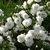 Rosa 'Seafoam'