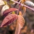 Reddish leaves in fall