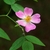 Pink flower with yellow stamens