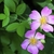 Single pink rose flower.